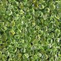 August Birthstone - Peridot