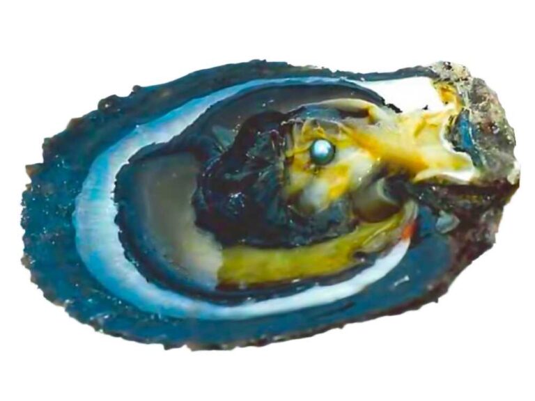 Open Black Lipped Oyster With Pearl
