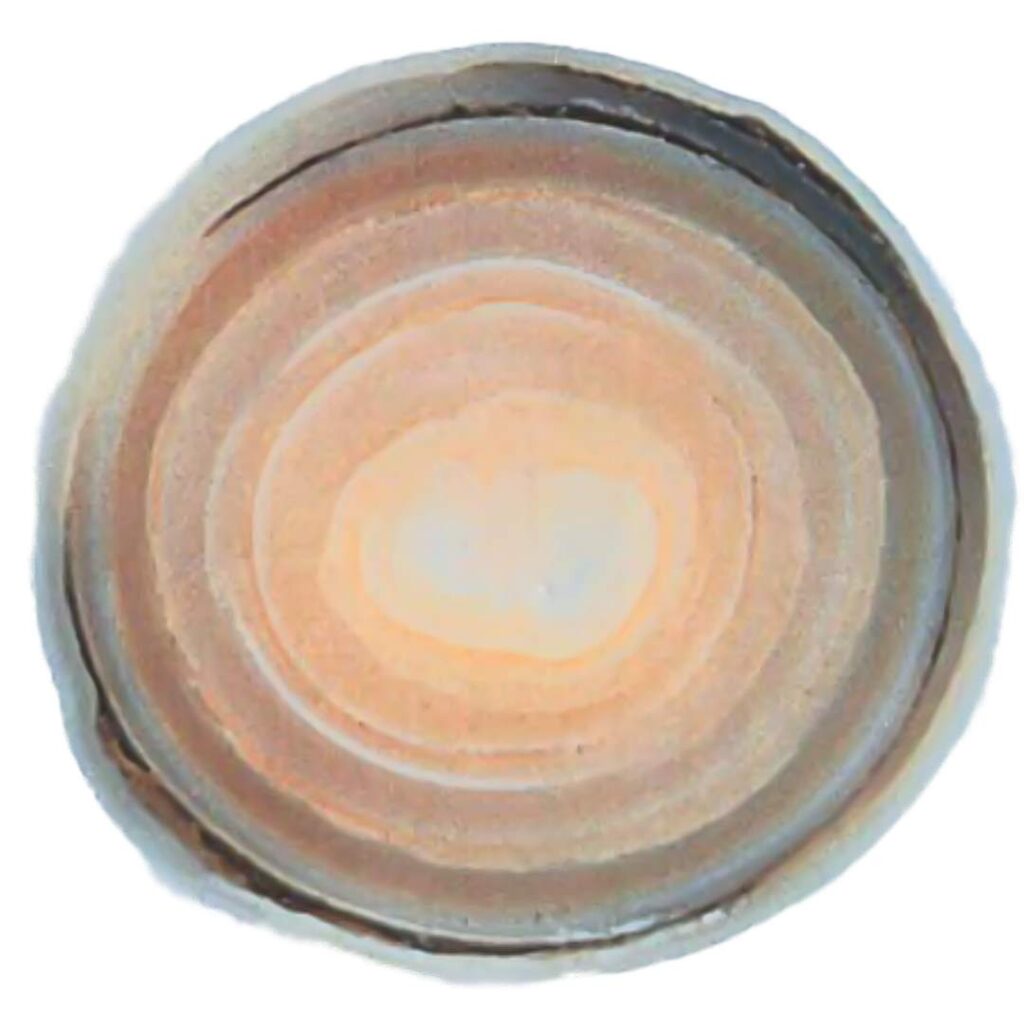 Nacre Used In Jewelry - Pearl Layer Cross Section