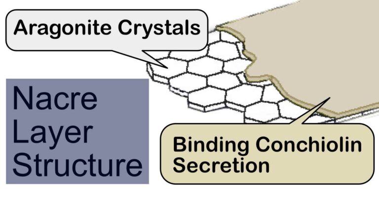 What Is Mother Of Pearl - Conchiolin